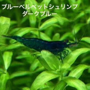 [ cheap ] blue bell bed shrimp dark blue 30 pcs 