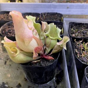 S.ロゼア ベインレス '桃酔' Sarracenia サラセニア 食虫植物の画像7