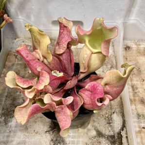 S.ロゼア ベインレス '桃酔' Sarracenia サラセニア 食虫植物の画像3