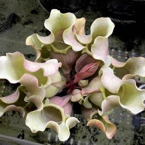 S.ロゼア ベインレス '桃酔' Sarracenia サラセニア 食虫植物の画像2
