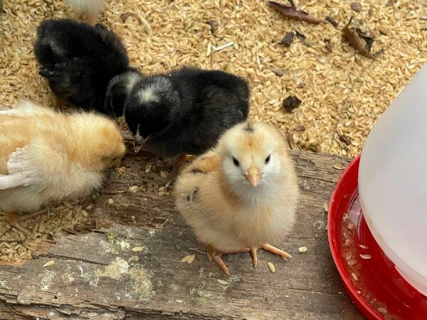 食用アローカナ平飼い有精卵20個割れ保証4個 