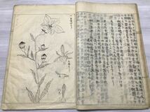 肉筆原稿本　小学読本植物図譜　1冊揃　明治32年　植物図解　図鑑　本草　ボタニカル　画譜　自然科学　唐本　和本　古書　古典籍_画像4