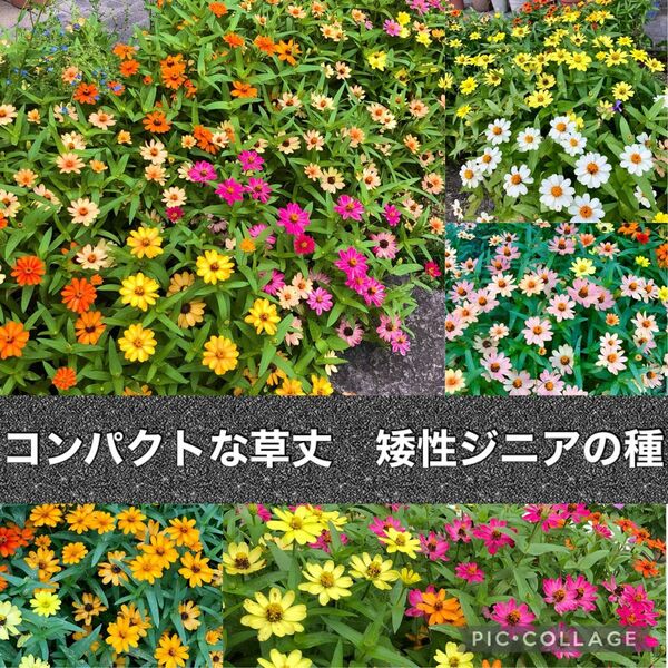 矮性ジニア 百日草 花の種