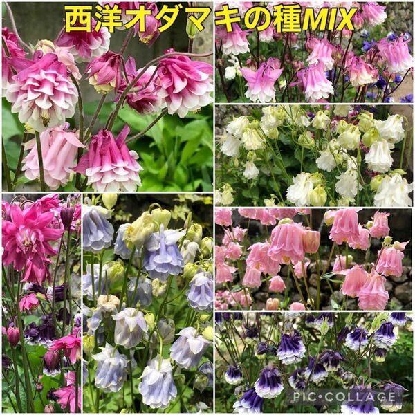 西洋オダマキ 花の種