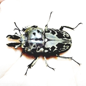 ムナコブクワガタ 幼虫  5 匹セット HORN'Sの画像1