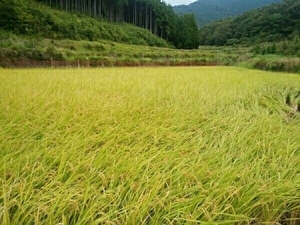  сельское хозяйство дом прямая поставка . мир 5 год производство Hino hikari прекрасный тест ... рис 