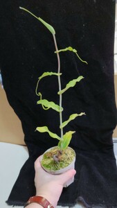 Nepenthes undulatifolia アッパー　食虫植物　ウツボカズラ 高山性