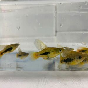 ★即決★バリアタスプラティーミックス3匹セット ★メダカ 熱帯魚