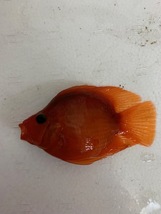 ★即決★キングコングパロットファイヤーシクリッド ±11-13ｃｍ　熱帯魚_画像1