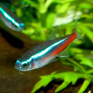 * prompt decision * neon Tetra 22 pcs set *kalasin tropical fish 