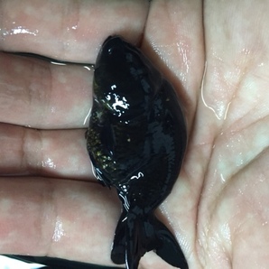 ★即決★黒らんちゅう３匹 ±4ｃｍ 真っ黒ランチュウ タイ産 金魚 ライオンヘッドの画像2