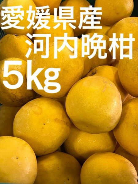 愛媛県産　味濃厚！河内晩柑　ジューシーゴールド　5kg 