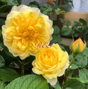 バラ苗　薔薇　挿し木苗　ER