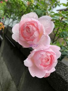 バラ苗　薔薇　挿し木苗　ER