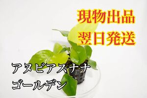 Ｎｏ．1 アヌビアスナナゴールデン