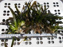 水生植物ナガバオモダカ（オモダカ科）水中葉10株ほどセットF_画像4