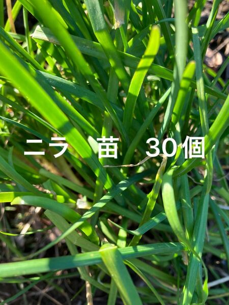 ニラ　苗　30個