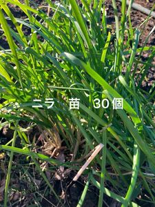 ニラ　苗　30個