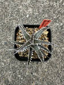 Dyckia MekongDelta 発根済