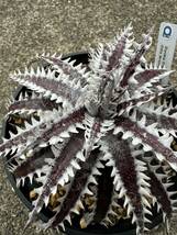 Dyckia Freddy's Wing 発根済_画像7