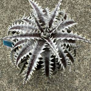 Dyckia Samurai x Fatboy OTTO-SF02 発根済の画像7