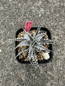 Dyckia Samurai x Fatboy OTTO-SF02 発根済