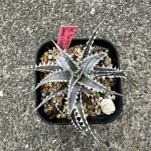 Dyckia Samurai x Fatboy OTTO-SF02 発根済の画像1