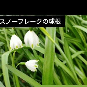 スイセン　鈴蘭水仙　スノーフレーク　球根　観葉植物 自然の庭 ナチュラルガーデン