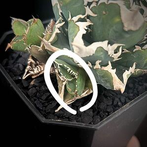 AGAVE TITANOTA 大白鯊 子株 ホホジロザメ ( cj special 皇冠 清櫻 アガベ チタノタ オテロイの画像3