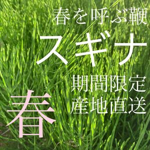 スギナ【期間限定・産地直送】春を呼ぶ鞭