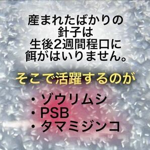 光合成細菌 PSB ゾウリムシ 種水 エビオス錠 説明書付 エサ めだか 針子 7の画像2