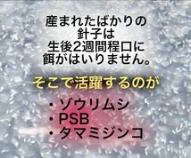 光合成細菌 PSB ゾウリムシ 種水 エビオス錠 説明書付 エサ めだか 針子 11_画像2