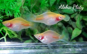 ★Aloha Platy★RRE.A ショートボティホワイトソード ♂1匹＋♀3匹の4匹セット★