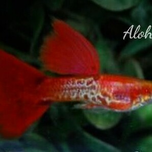 ★RRE.A 特選極赤 スーパーレッドテールキングコブラ ビックドーサル 2ペアセット☆Aloha Platy★の画像4