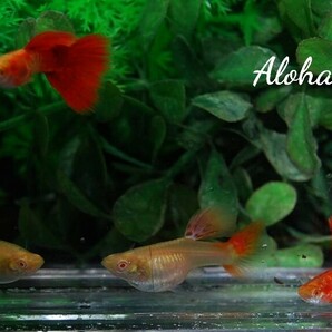 ★RRE.A 特選極赤 スーパーレッドテールキングコブラ ビックドーサル 2ペアセット☆Aloha Platy★の画像6