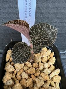 アネクトキルス ロクスバーギー 'Hong Sia' (Anoectochilus roxburghii ′Hong Sia′) ジュエルオーキッド 宝石蘭