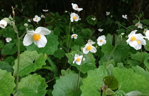 送料込み■シラユキゲシ 6本 抜き苗 白雪芥子 ６株 苗　白　花　