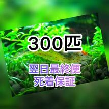 高知県産　ヤマトヌマエビ　300(270＋30匹死着保証)＋α苔取り 水槽 淡水エビ 釣り餌　釣餌　釣り 餌　セール品　水草　水草水槽　藻生き餌_画像1