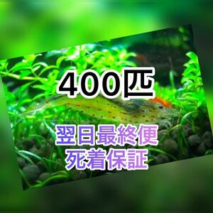 高知県産　ヤマトヌマエビ　400（370＋30匹死着保証)＋α苔取り 水槽 淡水エビ 釣り餌　釣餌　釣り 餌　セール品　水草　水草水槽　