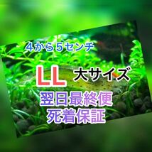 高知県産　ヤマトヌマエビ　100(90＋10匹死着保証)＋α苔取り 水槽 淡水エビ 釣り餌　セール品　　熱帯魚　水草　ラージ　LL　大　大きめ_画像1