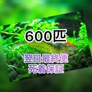 高知県産　ヤマトヌマエビ　600（570＋30匹死着保証)＋α苔取り 水槽 淡水エビ 釣り餌　釣餌　釣り 餌　水草　水草水槽　苔とり