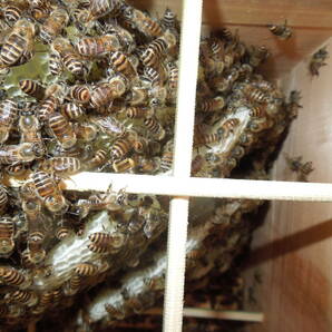 日本蜜蜂 日本ミツバチ 202４年４月２日分蜂 第一分蜂 強群 重箱式巣箱に技あり 郵送可 ニホンミツバチの画像1
