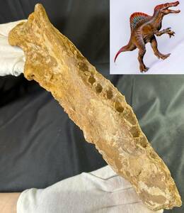 月末セール 5/31迄◆スピノサウルス 化石 顎/1億年前 恐竜 牙 歯 爪/モロッコ/ティラノサウルス カルカロドントサウルス好きに/951
