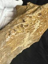 ◆スピノサウルス 化石 顎/1億年前 恐竜 牙 歯 爪/モロッコ ケムケム/これが最後！/ティラノサウルス カルカロドントサウルス好きに/951_画像8