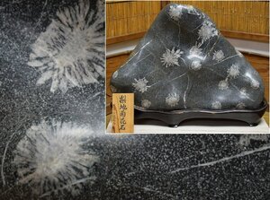 梨地 天然菊花石 大型 岐阜県根尾谷産 高45.5cm 重量45kg 台付き 鑑賞石 天然石 母岩 菊石 盆石 水石 原石 名石 自然石 置物