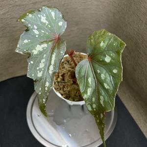 Begonia laruei “berastagi”ベゴニア ラルエイ