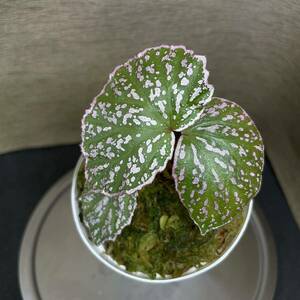 Begonia sp kayulapis kal barat ［TB便］ベゴニア