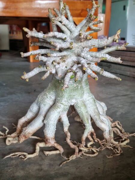 究極の希少レア美型塊根植物 型Adenium KHZ DHA 獅子葉　塊根植物 アデニウム コーデックス 葉巻き 巻葉 コーデックス