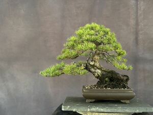 . leaf pine . leaf pine bonsai bonsai leaf . eminent 