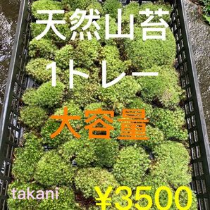 天然山苔　ヤマゴケ　1トレー分　超大容量　まんじゅう苔　アラハシラガゴケ